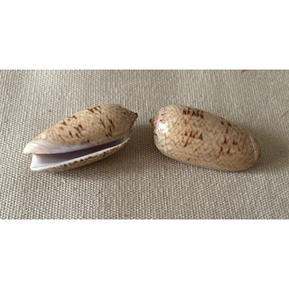 Oliva scripted 2.5/3.5cm lot of 12