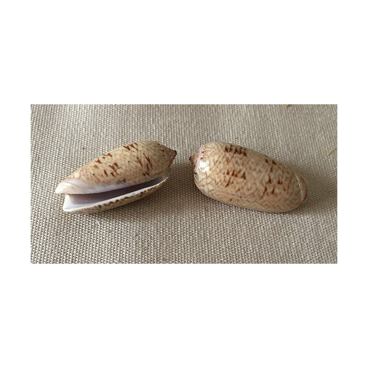 Oliva scrita 2.5/3.5cm lot de 12