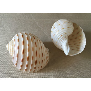 Tonna Tesselata 6/8cm par 12