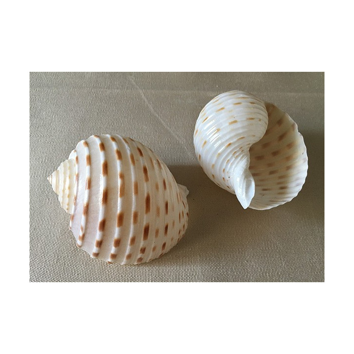 Tonna Tesselata 6/8cm par 12