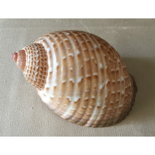 Tonna Perdrix 10/13cm par 12