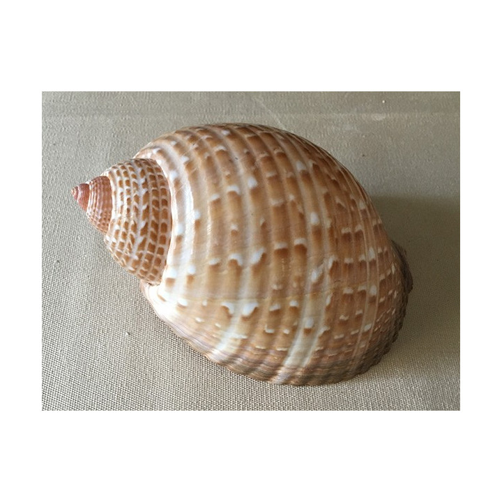 Tonna Perdrix 10/13cm par 12