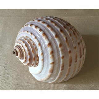 Tonna Tessellata 12/15cm by 12