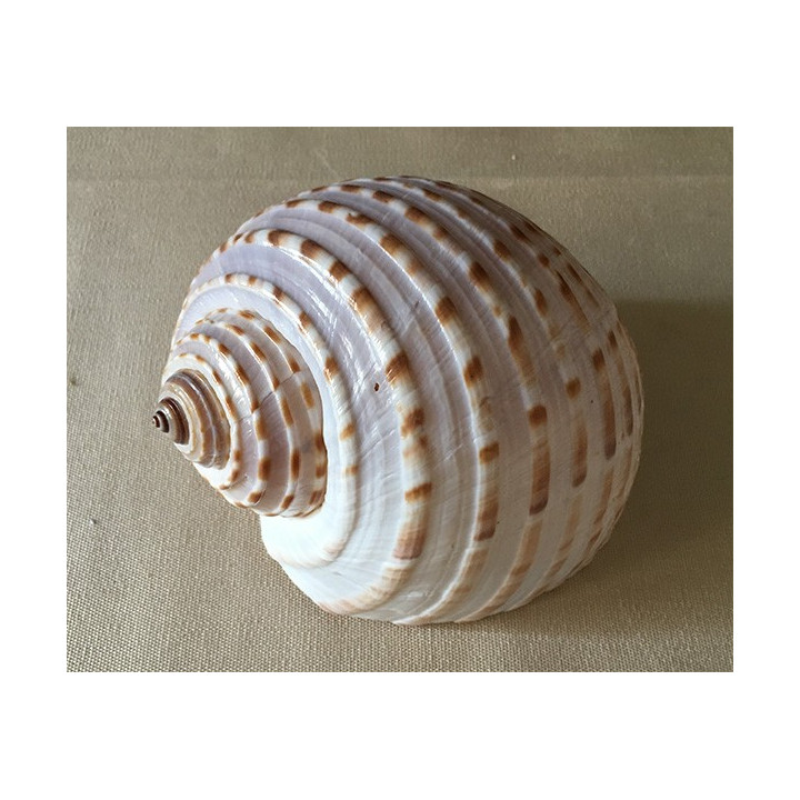 Tonna Tessellata 10/12cm par 12