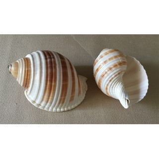 Tonna Sulcosa 5/8cm par 12