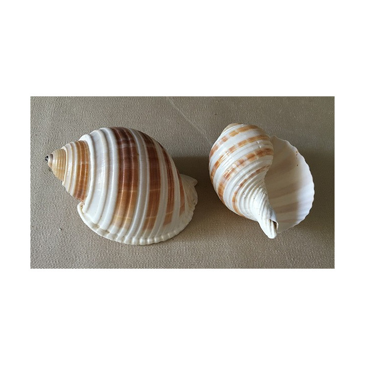 Tonna Sulcosa 5/8cm par 12