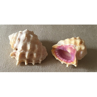 Drupa Ricinella 2.5/3.5cm by 50