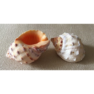 Orange drupa 2/3cm by 50