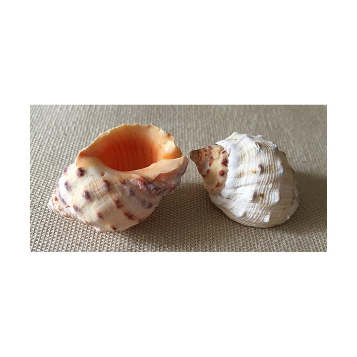 Orange drupa 2/3cm by 50