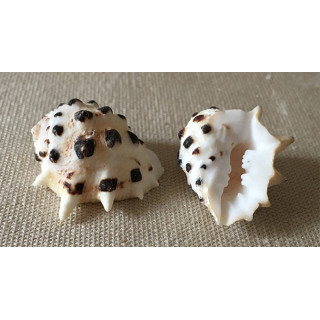 Drupa Ricina 2/3cm by 50