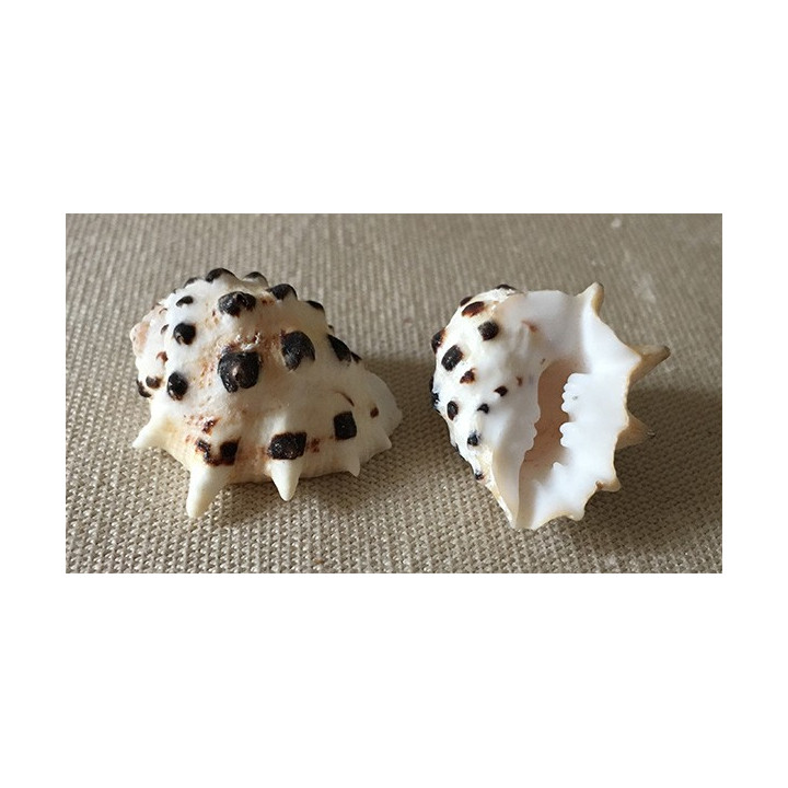 Drupa Ricina 2/3cm by 50