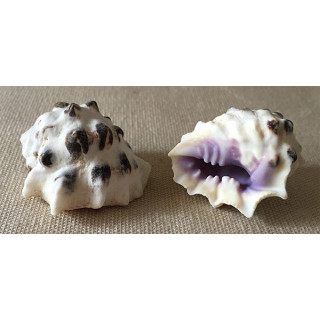 Drupa Morum 2/3cm batch of 50