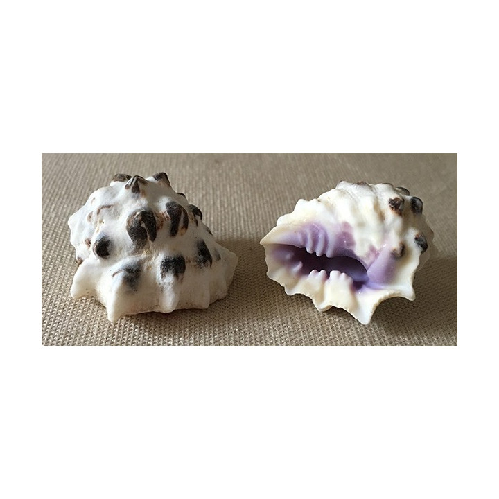 Drupa Morum 2/3cm batch of 50