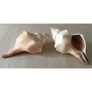 Fasciolaria Polie 12/15cm by 12