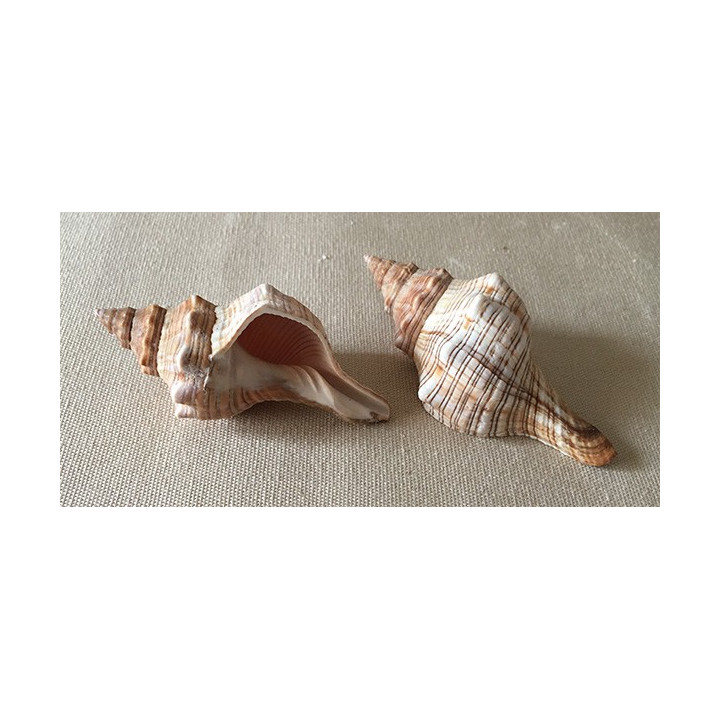 Fasciolaria Trapezium 15/18cm par 10