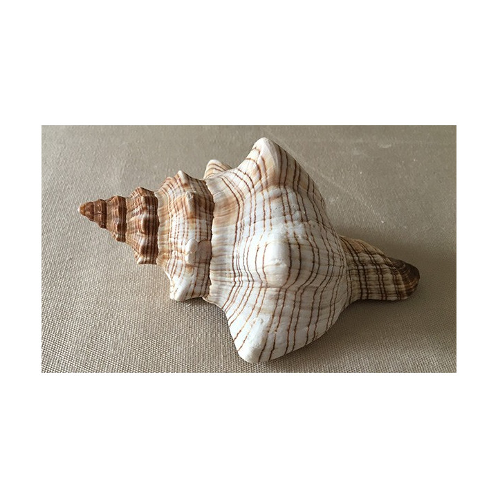 Fasciolaria Trapezium 13/15cm by 10