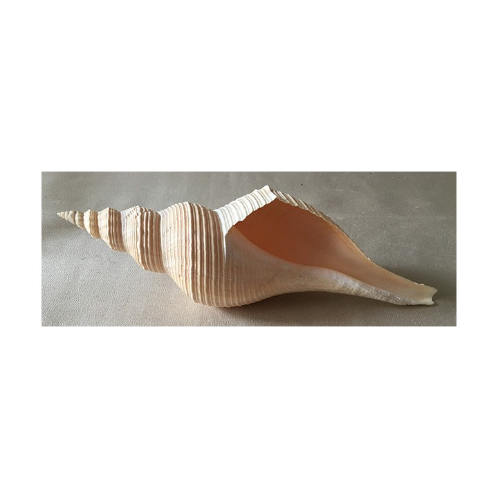 Hemifisus Tuba 23/26cm par 1