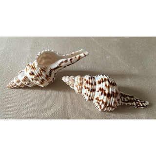 Fusinus Nicobaricus 9/11cm by 25