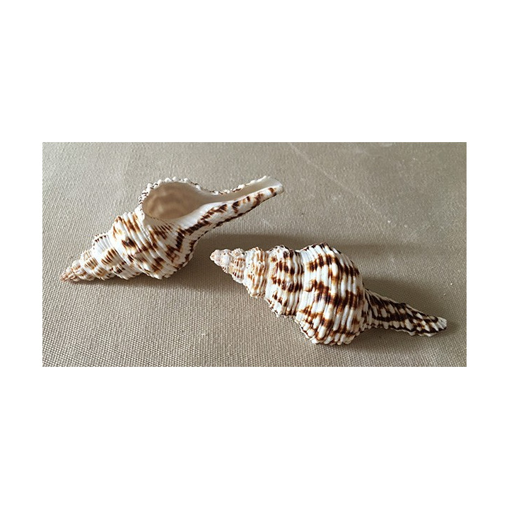 Fusinus Nicobaricus 9/11cm par 25