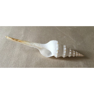 Fusinus Colus 11/14cm by 20