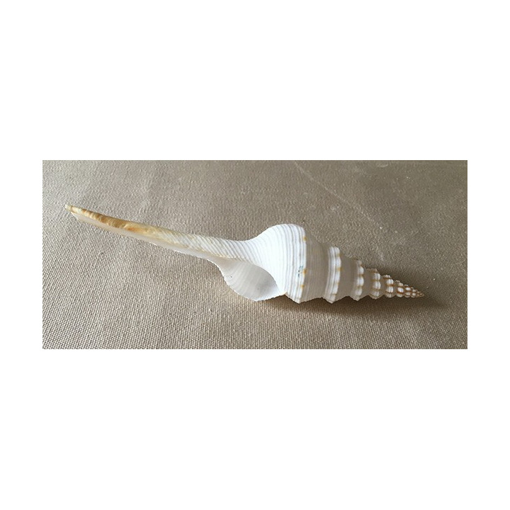 Fusinus Colus 11/14cm par 20