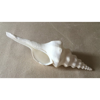 Fusinus Undatus 15/18cm by 6