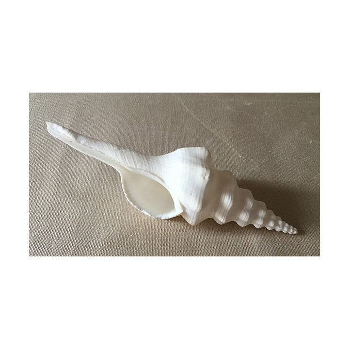 Fusinus Undatus 15/18cm by 6