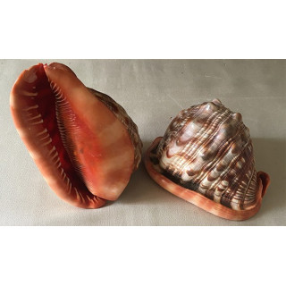 Cassis Ruffa 15/17cm par 2