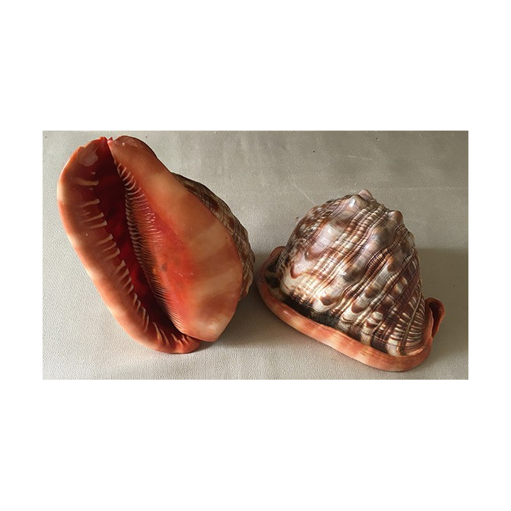 Cassis Ruffa 15/17cm by 2