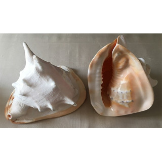 Cassis Cornuta 24/27cm by 3