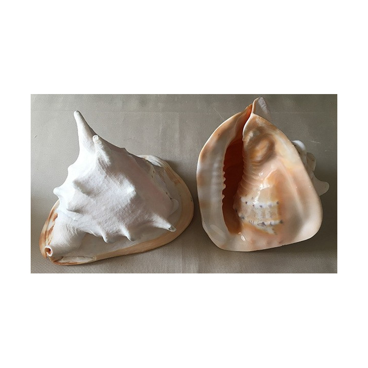 Cassis Cornuta 24/27cm by 3