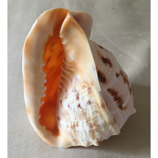 Cassis Cornuta 14/17cm par 6