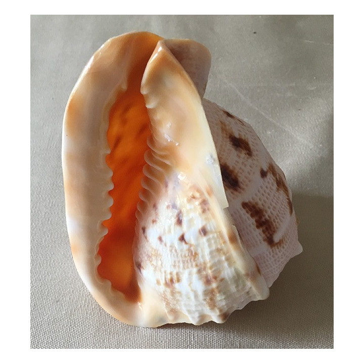 Cassis Cornuta 14/17cm by 6