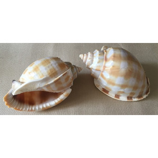 Cassis Bandatum 9/12cm par 12