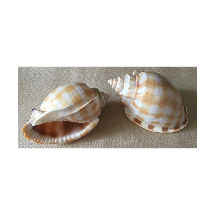 Cassis Bandatum 9/10cm by 12