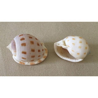 Cassis Bisulcatum 3/5cm lot of 50