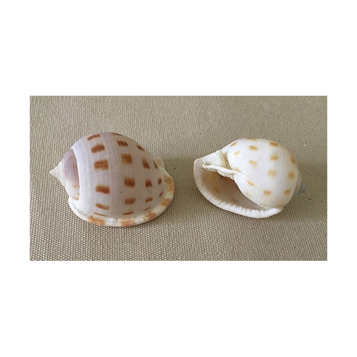 Cassis Bisulcatum 3/5cm lot of 50