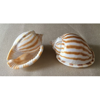 Cassis Strigatum 5/8cm by 25