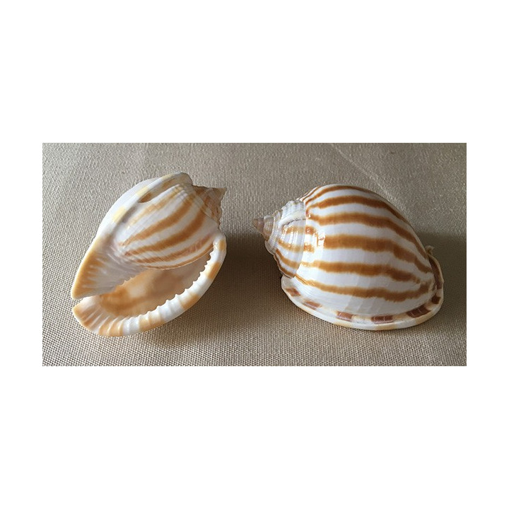 Cassis Strigatum 5/8cm par 25