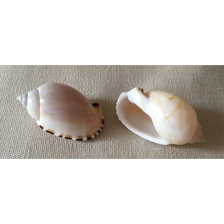 Cassis Erinaceus 3cm par 100