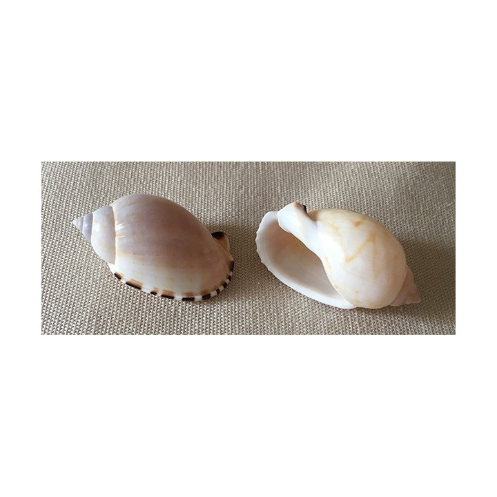 Cassis Erinaceus 3cm par 100