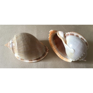 Cassis Phallium Glaucum 6.5/8cm by 12