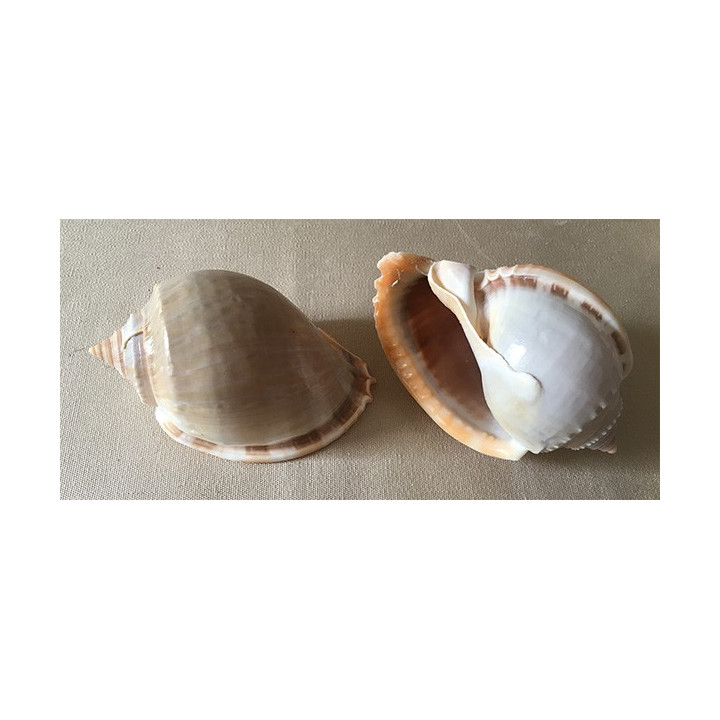 Cassis Phallium Glaucum 6.5/8cm by 12