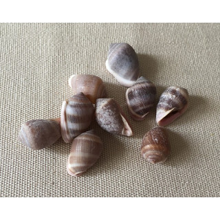 Cassudua Nucleus 1.5/1.9cm by 6