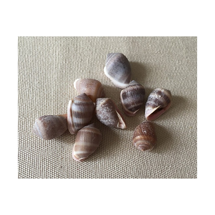 Cassudua Nucleus 1.5/1.9cm by 6