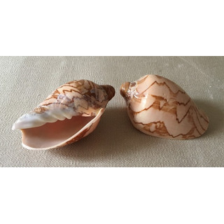 Cymbiola Nobilis 5/9cm by 25