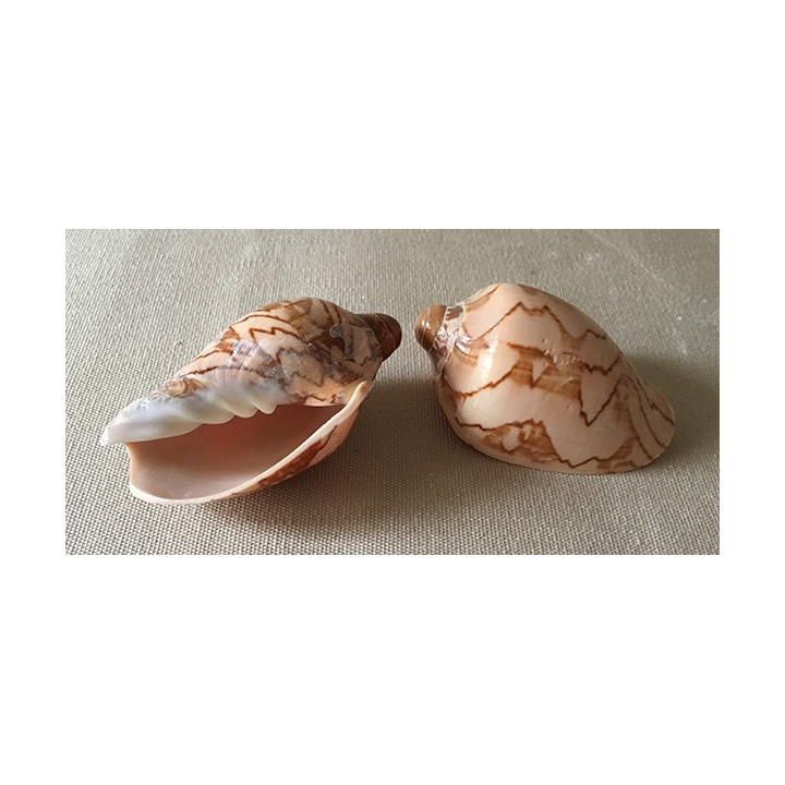 Cymbiola Nobilis 5/9cm by 25