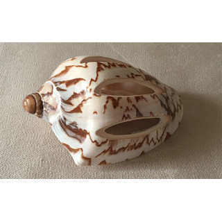 Cymbiola Nobilis Cut 9/10cm by 25