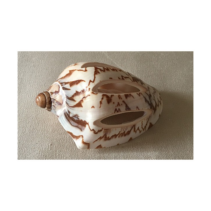 Cymbiola Nobilis Cut 9/10cm by 25