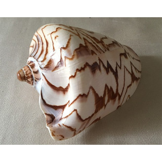 Cymbiola Nobilis 17/18cm by 3